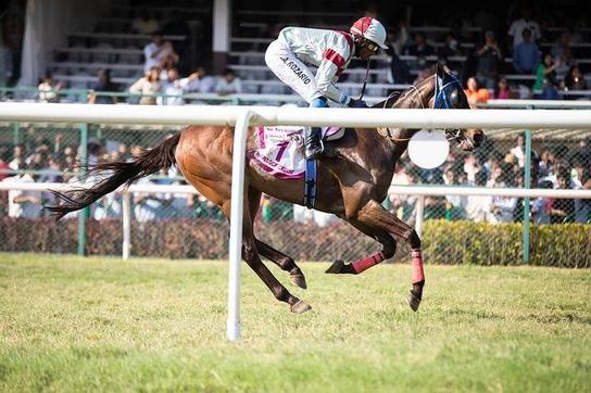 Explore o Jockey Club de São Paulo: Uma Jornada Além das Corridas